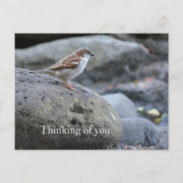 Kauai Hawaii Bird on Rocks Denken Sie an Sie Postkarte