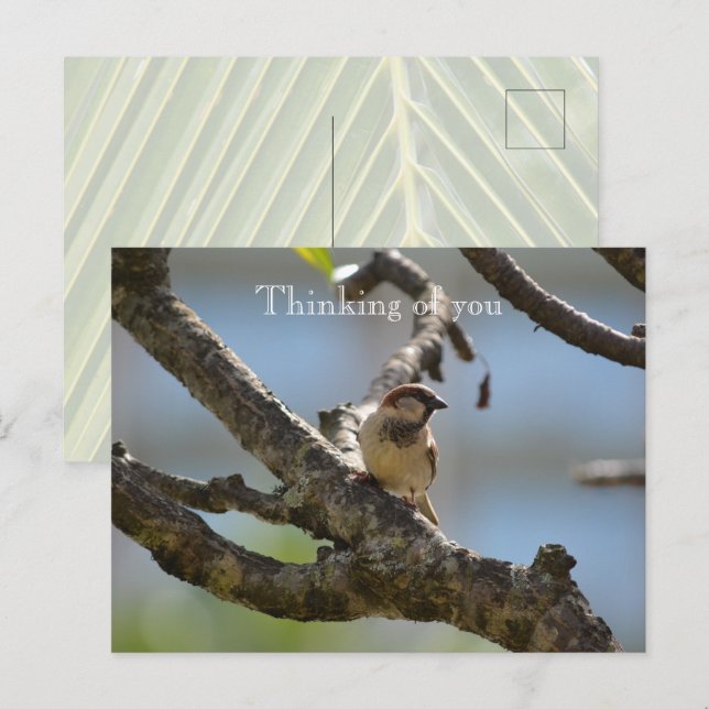 Kauai Hawaii Bird on Tree Branch Denken Sie an Sie Postkarte (Vorne/Hinten)