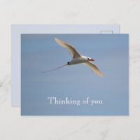 Kauai Hawaii Kilauea Flying Red Tailing Tropicbird