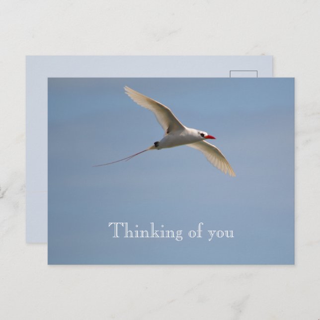 Kauai Hawaii Kilauea Flying Red Tailing Tropicbird Postkarte (Vorne/Hinten)