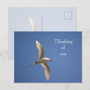 Kauai Hawaii Kilauea Red Tailing Tropicbird Postkarte