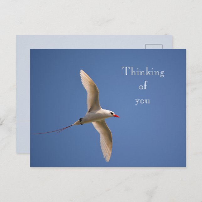 Kauai Hawaii Kilauea Red Tailing Tropicbird Postkarte (Vorne/Hinten)