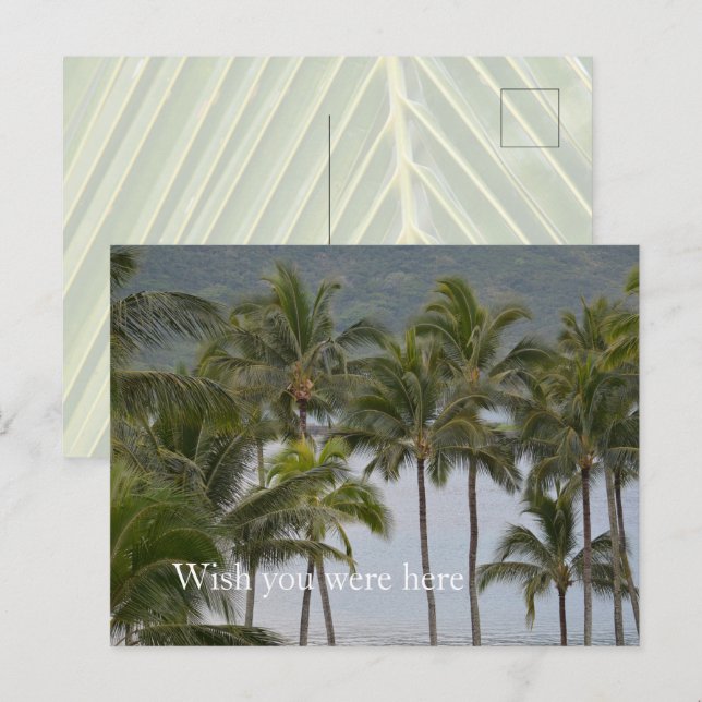 Kauai Hawaii Lihue Palm Trees Ocean Postkarte (Vorne/Hinten)