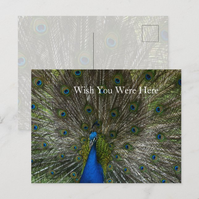 Kauai Hawaii Peacock Feathers Postkarte (Vorne/Hinten)