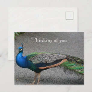 Kauai Hawaii Pfau Postkarte