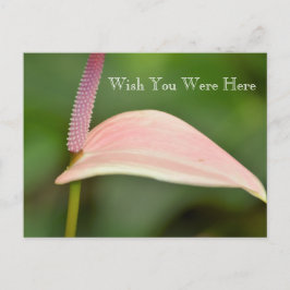 Kauai Hawaii Pink Anthurium Blume Postkarte