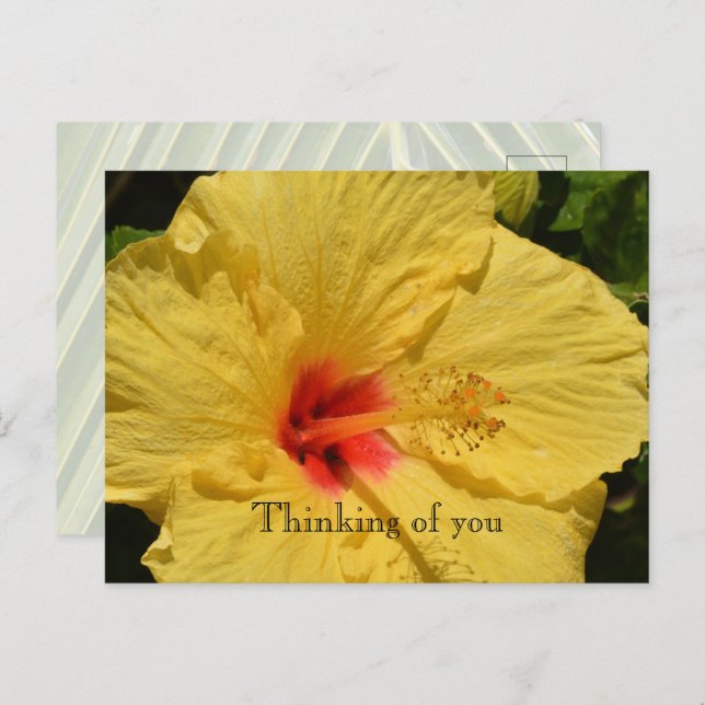 Kauai Hawaii Yellow Hibiskus Blume Postkarte (Vorne/Hinten)