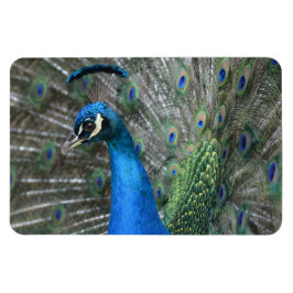 Kauai Peacock Feathers Magnet