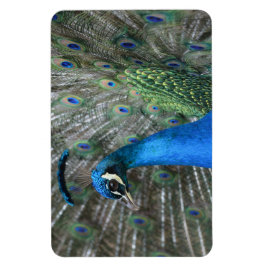 Kauai Peacock Feathers Magnet