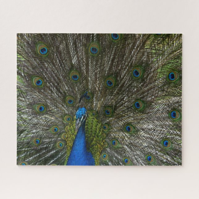 Kauai Peacock Puzzle (Horizontal)
