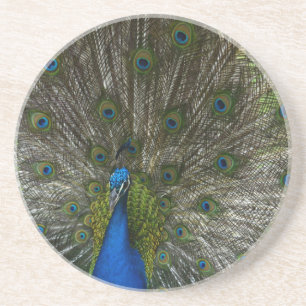 Kauai-Pfau Getränkeuntersetzer