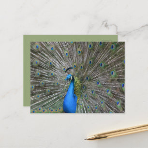 Kauai Pfau Postkarte