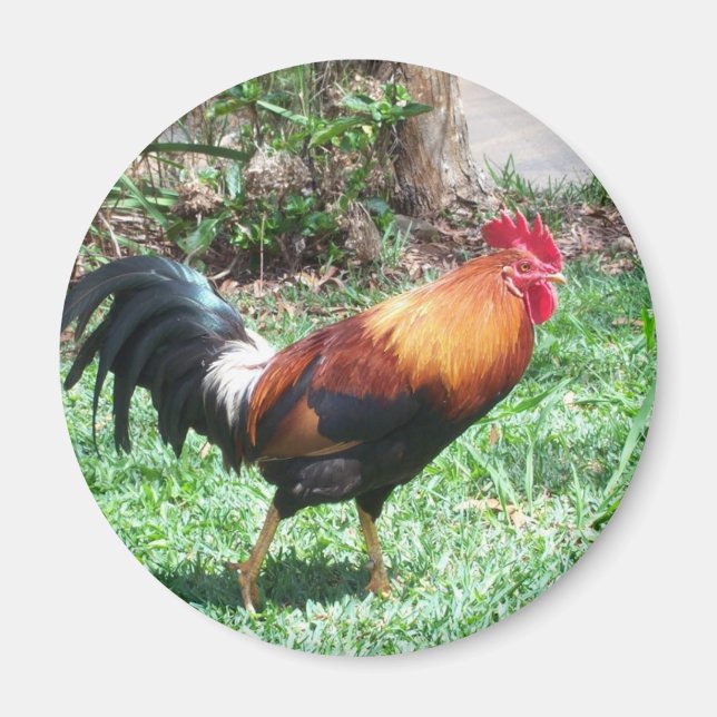 Kauai Rooster Magnet (Vorne)