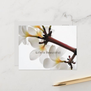 Kauai Weiße Plumeria-Blüten (von mir fotografiert) Postkarte