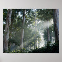 Kaugummi-Bäume (Eukalyptus) im Regenwald Tokai