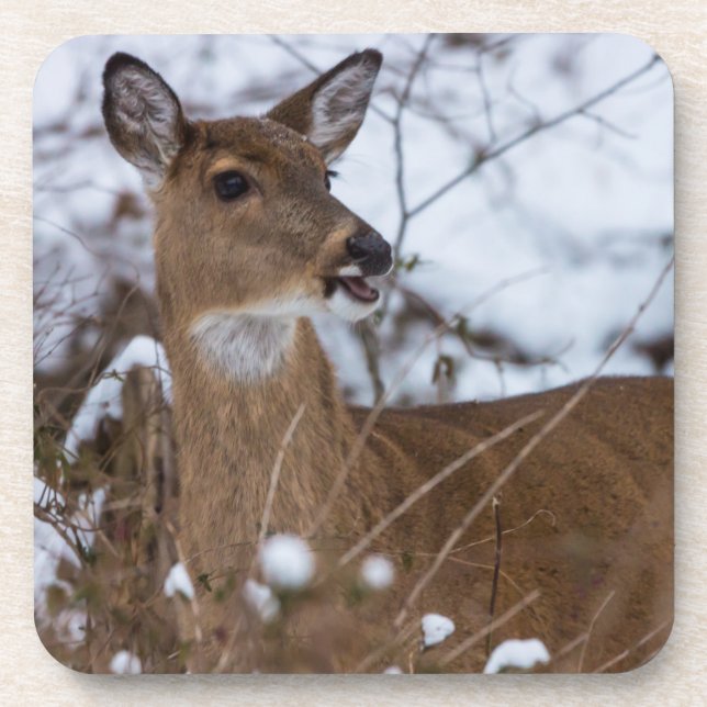 kaulig untersetzer (Vorderseite)