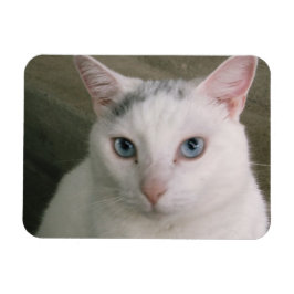 Kaulquappe Magnet