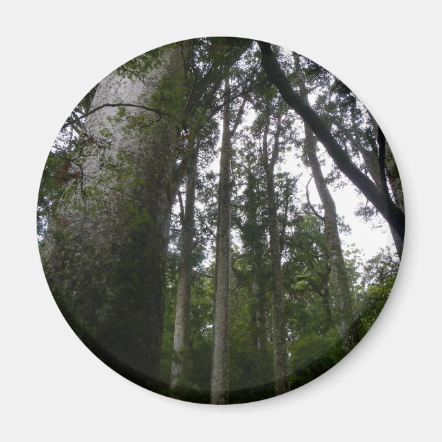 Kauri Forest Magnet (Vorne)