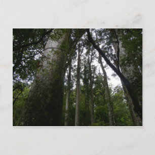 Kauri Forest Postkarte