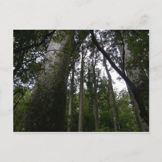 Kauri Forest Postkarte (Vorderseite)