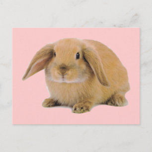 Kawaii Niedlich Bunny Rabbit Postkarte