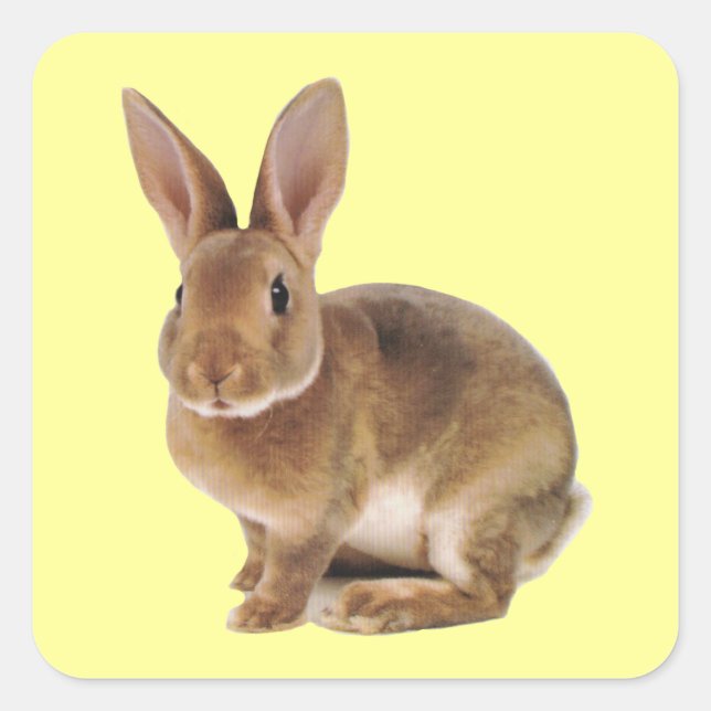 Kawaii Niedlich Bunny Rabbit Quadratischer Aufkleber (Vorderseite)