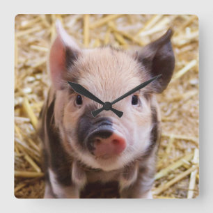 Kawaii niedliches liebliches Farmschweinchen Quadratische Wanduhr