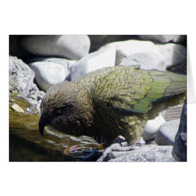 Kea: Der Alpenpapagei (Vorderseite (Horizontal))