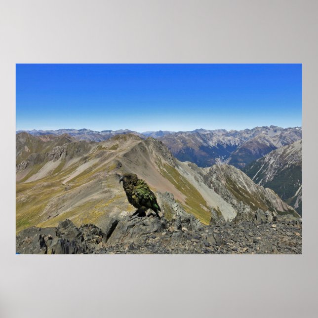 Kea in Arthurs Pass Poster (Vorne)