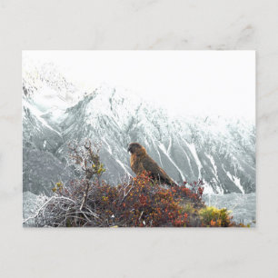 Kea Parrot, einheimische Vögel, Urlaub Neuseeland Postkarte