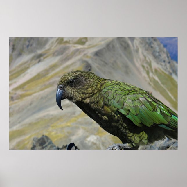 Kea Poster (Vorne)
