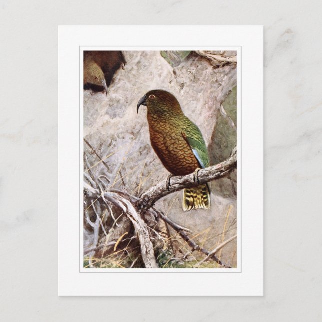 Kea Postkarte (Vorderseite)