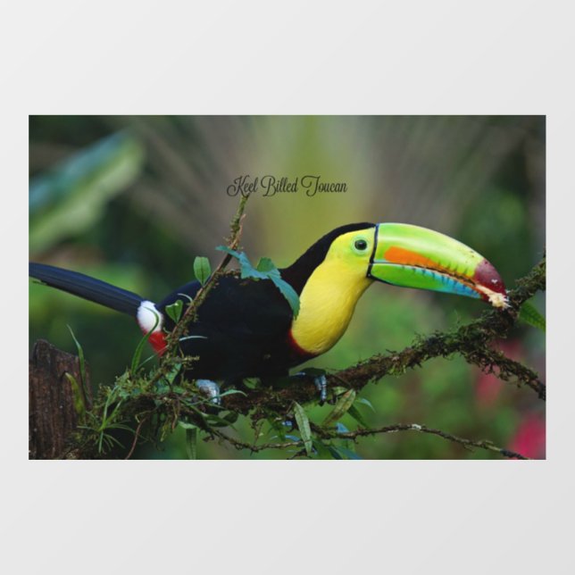 Keel Billed Toucan Fensteraufkleber (Blatt)
