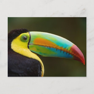 Keel-billed Toucan Postkarte