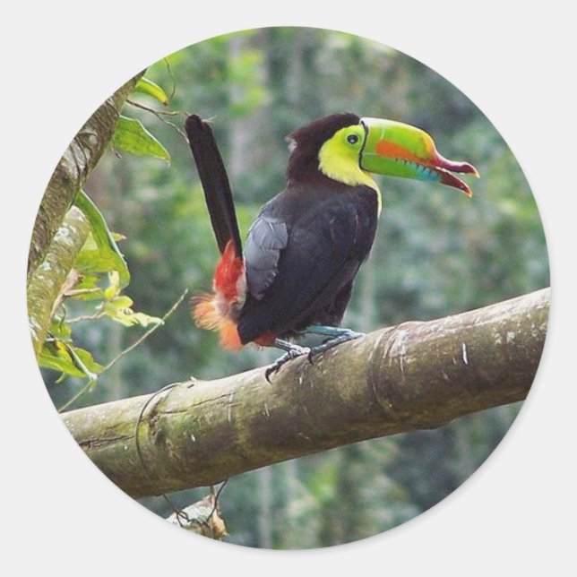 Keel Billed Toucan Runder Aufkleber (Vorderseite)