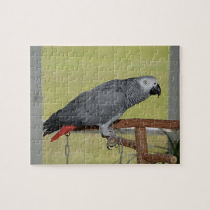 Keen Congo African Gray Parrot Puzzle
