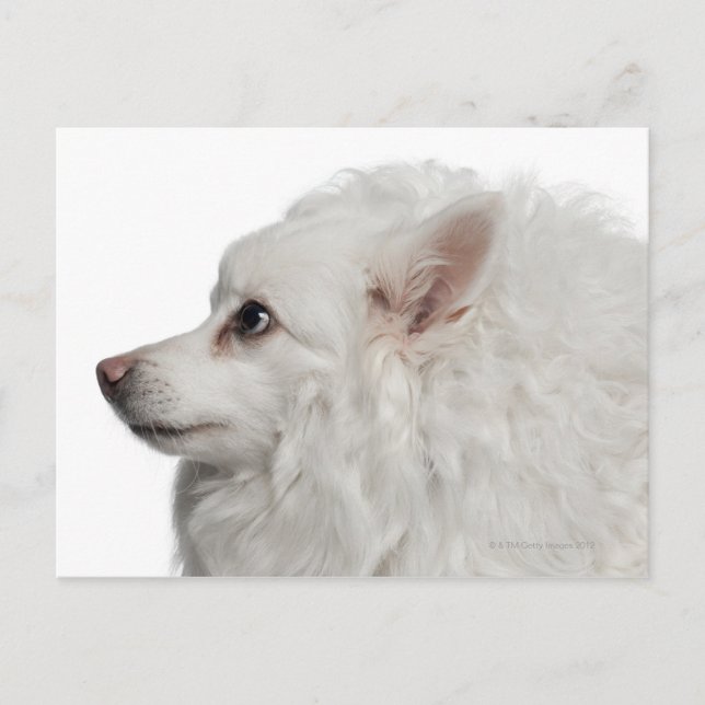 Keeshond (10 Jahre alt) nah-up Postkarte (Vorderseite)