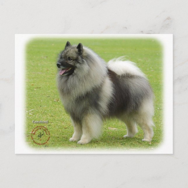 Keeshond 9J28D-01 Postkarte (Vorderseite)