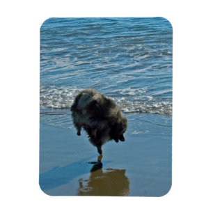 Keeshond Ballettfotos - Niedliche Original Dog Art Magnet