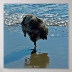 Keeshond Ballettfotos - Niedliche Original Dog Art Poster