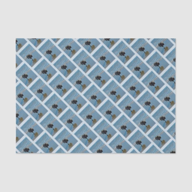 Keeshond Ballettfotos - Niedliche Original Dog Art Seidenpapier (Vorderseite)