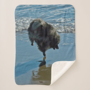 Keeshond Ballettfotos - Niedliche Original Dog Art Sherpadecke