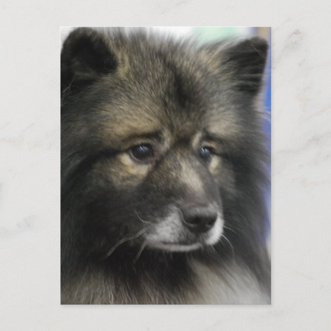 Keeshond Hund Postcard Postkarte (Vorderseite)