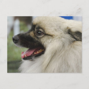 Keeshond Hund Postcard Postkarte