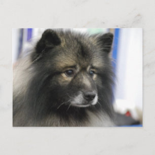 Keeshond Hund Postcard Postkarte
