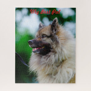 Keeshond Hund. Puzzle