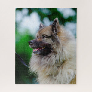 Keeshond Hund. Puzzle
