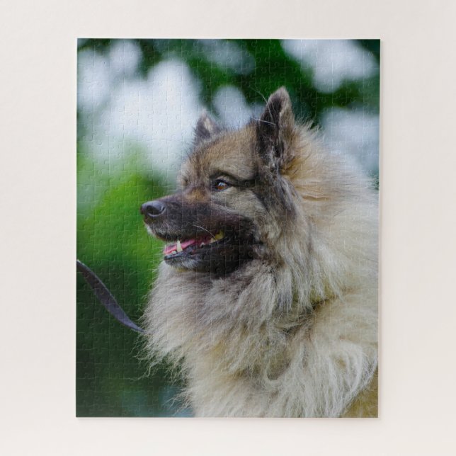 Keeshond Hund. Puzzle (Vertikal)