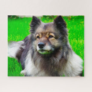 Keeshond Hund. Puzzle