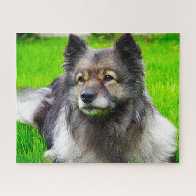 Keeshond Hund. Puzzle (Horizontal)